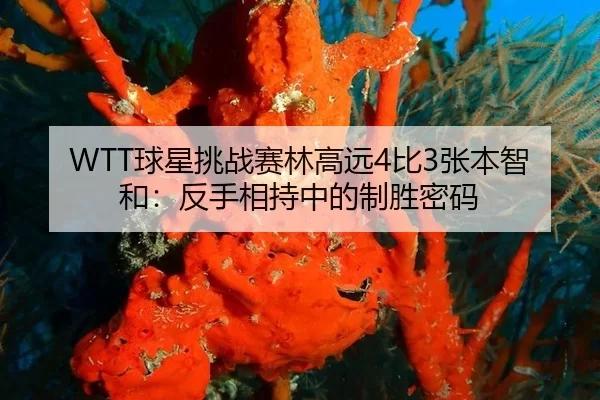 WTT球星挑战赛林高远4比3张本智和：反手相持中的制胜密码